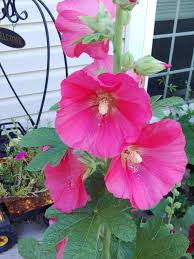 Malvarosa Flower seeds for Planting - Vibrant Colors, Heirloom & GMO Free Seeds for Home Garden