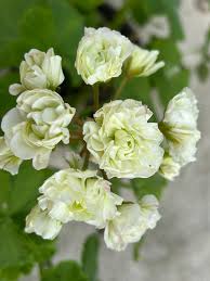 Light Green Geranium Flower seeds for Planting - Hardy Variety, Heirloom & GMO Free Seeds for Home Garden
