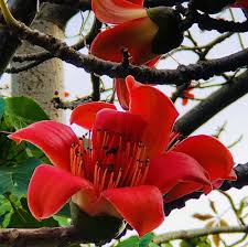Ceiba Flower seeds for Planting - Shade Tolerant, Heirloom & GMO Free Seeds for Home Garden