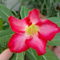 Pink Adenium Obesum Flower seeds for Planting Sun Loving Heirloom & GMO Free Seeds for Home Garden