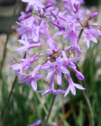 Heirloom Tulbaghia Flower seeds for Planting Wildflower Mix Heirloom & GMO Free Seeds for Home Garden