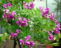 Polygala Myrtifolia Flower seeds for Planting - Hardy Variety, Heirloom & GMO Free Seeds for Home Garden