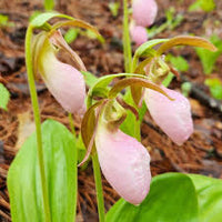 Pink Cypripedium Acaule Flower seeds for Planting - Shade Tolerant, Heirloom & GMO Free Seeds for Home Garden