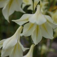 Gladiolus Tristis Flower seeds for Planting Colorful Display Heirloom & GMO Free Seeds for Home Garden
 
 Sale