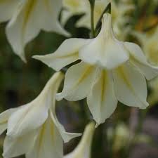 Gladiolus Tristis Flower seeds for Planting Colorful Display Heirloom & GMO Free Seeds for Home Garden
 
 Sale