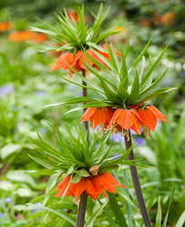Crown Imperial Flower Seeds - Planting Seeds for Stunning Bell-Shaped Blooms