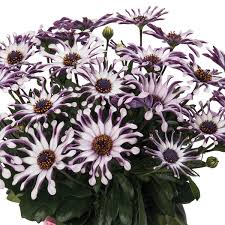 Shrubby Daisy Bush Flower seeds for Planting - Wildflower Mix, Heirloom & GMO Free Seeds for Home Garden