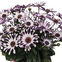 Shrubby Daisy Bush Flower seeds for Planting - Wildflower Mix, Heirloom & GMO Free Seeds for Home Garden