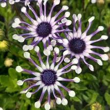 Shrubby Daisy Bush Flower seeds for Planting - Wildflower Mix, Heirloom & GMO Free Seeds for Home Garden