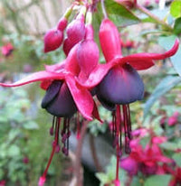 Black & Pink Fuchsia Flower seeds for Planting - Wildflower Mix, Heirloom & GMO Free Seeds for Home Garden