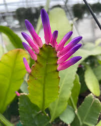 Green Wittia Amazonica Flower seeds for Planting - Fragrant Blossoms, Heirloom & GMO Free Seeds for Home Garden