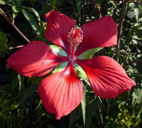 Heirloom Texas Star Hibiscus Flower seeds for Planting Cottage Garden Essential Heirloom & GMO Free Seeds for Home Garden