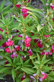 Pink Balsam Flower Seeds for Planting