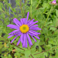 Blue Frikartii Flower Seeds for Planting
