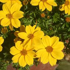 Yellow Bidens Sunshine Flower seeds for Planting - Vibrant Colors, Heirloom & GMO Free Seeds for Home Garden
