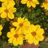 Yellow Bidens Sunshine Flower seeds for Planting - Vibrant Colors, Heirloom & GMO Free Seeds for Home Garden
