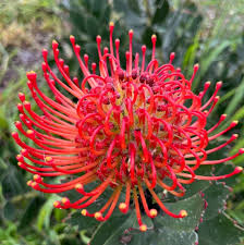 Leucospermum Cordifolium Flower seeds for Planting - Shade Tolerant, Heirloom & GMO Free Seeds for Home Garden