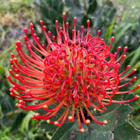 Leucospermum Cordifolium Flower seeds for Planting - Shade Tolerant, Heirloom & GMO Free Seeds for Home Garden