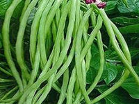 Green Asparagus Bean Seeds for Planting