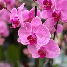 Phalaenopsis Flower seeds for Planting Low Maintenance Heirloom & GMO Free Seeds for Home Garden
