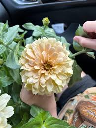 Heirloom Magellan Ivory Zinnia Flower seeds for Planting Long Bloom Season Heirloom & GMO Free Seeds for Home Garden