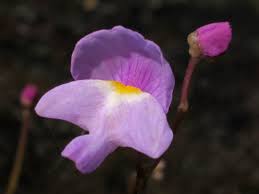 Violet Utricularia Flower Seeds for Planting - Enhance Your Garden with Unique Blooms