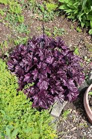 Purple Coral Bells Flower seeds for Planting - Sun Loving, Heirloom & GMO Free Seeds for Home Garden