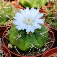 White Gymnocalycium Eurypleurum Flower seeds for Planting - Drought Tolerant, Heirloom & GMO Free Seeds for Home Garden