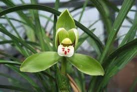 Pale Green Cymbidium Maxillaria Goeringii Seeds for Planting Pollinator Friendly Heirloom & GMO Free Seeds for Home Garden
 
 Sale
