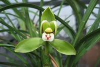 Pale Green Cymbidium Maxillaria Goeringii Seeds for Planting Pollinator Friendly Heirloom & GMO Free Seeds for Home Garden
 
 Sale