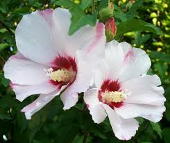 Syriacus Flower seeds for Planting - Pollinator Friendly, Heirloom & GMO Free Seeds for Home Garden
