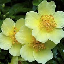 Yellow Xanthina Flower seeds for Planting - Shade Tolerant, Heirloom & GMO Free Seeds for Home Garden