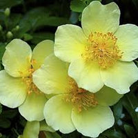 Yellow Xanthina Flower seeds for Planting - Shade Tolerant, Heirloom & GMO Free Seeds for Home Garden