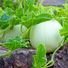 Planting Green Honeydew Melon Seeds, Easy Growing Instructions