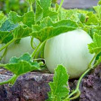 Planting Green Honeydew Melon Seeds, Easy Growing Instructions