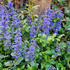 Blue Ajuga Reptans Flower seeds for Planting - Shade Tolerant, Heirloom & GMO Free Seeds for Home Garden