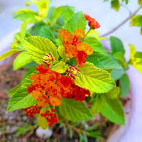 Wandelrose Flower Seeds Planting Guide