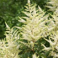 Cream Astilbe Flower seeds for Planting - Drought Tolerant, Heirloom & GMO Free Seeds for Home Garden