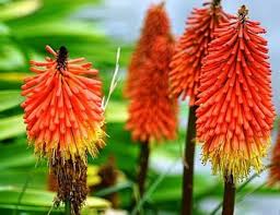 Red Kniphofia Flower seeds for Planting - Easy to Grow, Heirloom & GMO Free Seeds for Home Garden