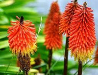 Red Kniphofia Flower seeds for Planting - Easy to Grow, Heirloom & GMO Free Seeds for Home Garden