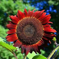 Red Sunflower Perennial Flower Seeds for Planting Garden Favorite Heirloom & GMO Free Seeds for Home Garden
 
 Sale