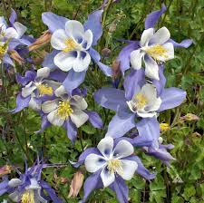 Columbine Flower Seeds for Easy Planting in Woodland Gardens