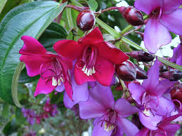 Meriania Nobilis Flower seeds for Planting Garden Favorite Heirloom & GMO Free Seeds for Home Garden 
 
 Sale