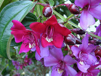 Meriania Nobilis Flower seeds for Planting Garden Favorite Heirloom & GMO Free Seeds for Home Garden 
 
 Sale
