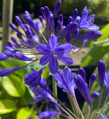 Blue Nile Agapanthus Flower seeds for Planting - Wildflower Mix, Heirloom & GMO Free Seeds for Home Garden