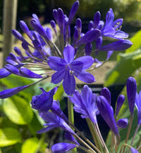 Blue Nile Agapanthus Flower seeds for Planting - Wildflower Mix, Heirloom & GMO Free Seeds for Home Garden