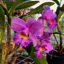 Cattleya Orchid Flower seeds for Planting Fragrant Blossoms Heirloom & GMO Free Seeds for Home Garden