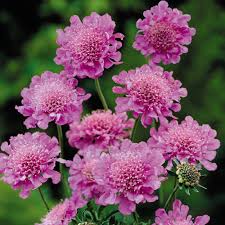Pink Scabiosa Flower seeds for Planting - Fragrant Blossoms, Heirloom & GMO Free Seeds for Home Garden