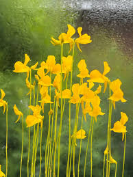 Yellow Utricularia Flower seeds for Planting - Easy to Grow, Heirloom & GMO Free Seeds for Home Garden