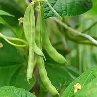 Green Romano Pole Bean Seeds for Vegetable Planting